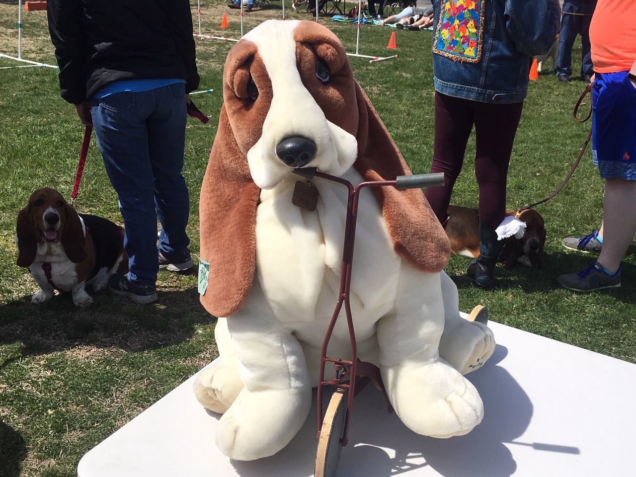 basset 4